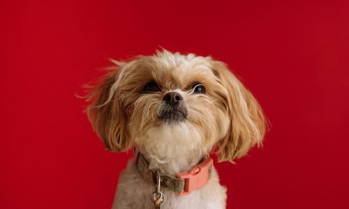 karsten-winegeart-lQ8WvR54MOU-unsplash